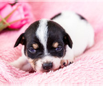 Small Photo #14 Fox Terrier (Smooth)-Fox Terrier (Toy) Mix Puppy For Sale in WAKARUSA, IN, USA