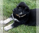 Small #3 German Shepherd Dog