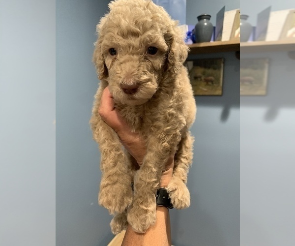 Medium Photo #7 Poodle (Standard) Puppy For Sale in TAMPA, FL, USA