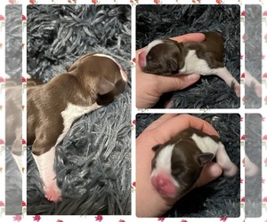 Boston Terrier Puppy for sale in PLAINVIEW, TX, USA