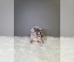Small Photo #5 French Bulldog Puppy For Sale in PORT READING, NJ, USA