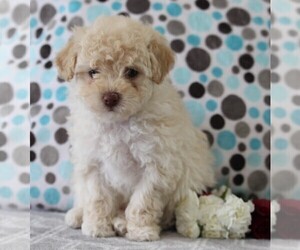 Poodle (Miniature) Puppy for sale in FREDERICKSBURG, OH, USA