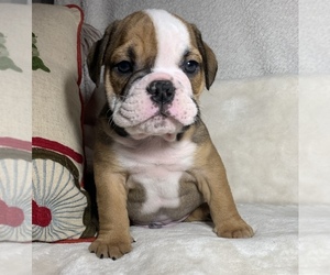 English Bulldog Puppy for sale in JOHNS ISLAND, SC, USA