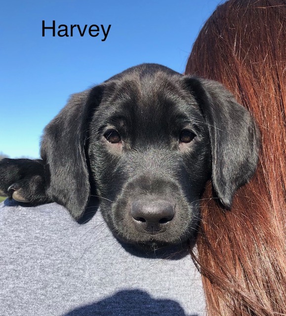 Medium Photo #1 Labrador Retriever Puppy For Sale in TECUMSEH, MI, USA