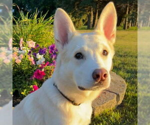 Huskies -Unknown Mix Dogs for adoption in Fargo, ND, USA