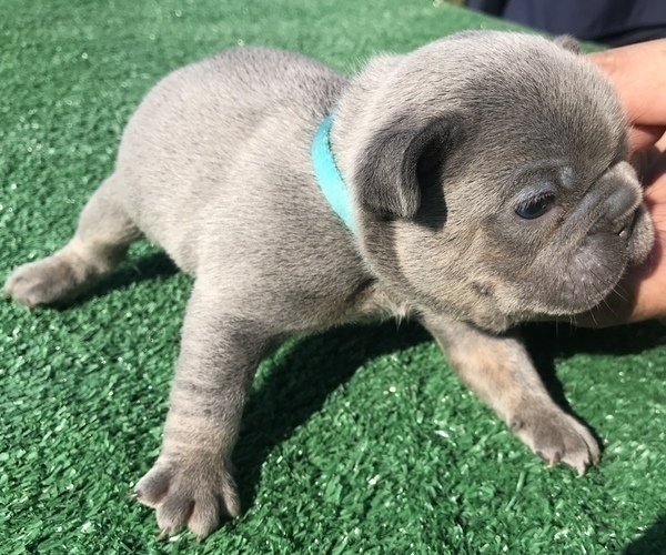 Medium Photo #37 French Bulldog Puppy For Sale in PLACERVILLE, CA, USA
