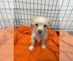 Small #1 Maltese-Spaniel Mix