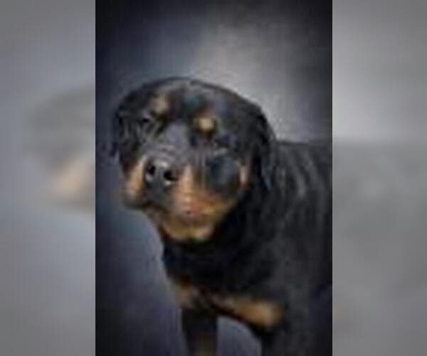 Medium Photo #1 Rottweiler Puppy For Sale in Redlands, CA, USA