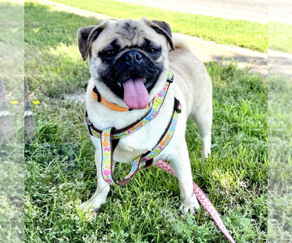 Medium Photo #2 Pug Puppy For Sale in Minneapolis, MN, USA
