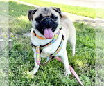 Small #1 Pug