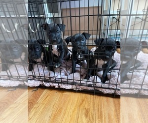 American Pit Bull Terrier Puppy for sale in SPFLD, MA, USA