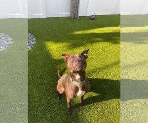 Elliot - Male Mutt Dog for Adoption - Photo #48