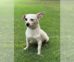 Small #1 Chihuahua