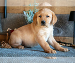 Puppy Prince Golden Labrador