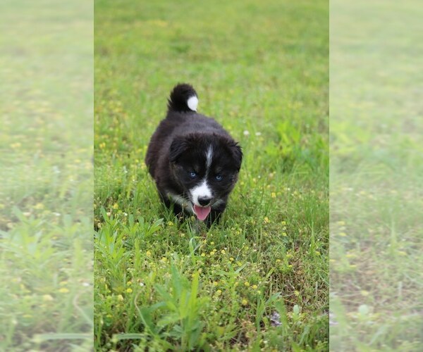 Medium Photo #3 Labrador Retriever-Siberian Husky Mix Puppy For Sale in WOODFORD, VA, USA