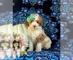 Small Photo #1 Poodle (Miniature) Puppy For Sale in BIRD IN HAND, PA, USA