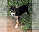 Small #6 Mutt