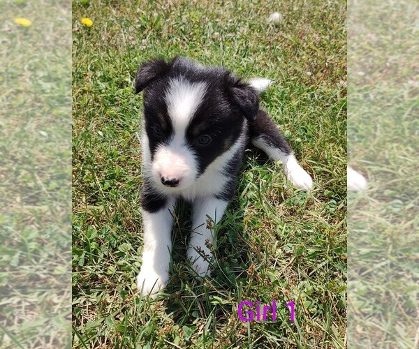 Medium Photo #1 Border Collie Puppy For Sale in WEST LIBERTY, KY, USA