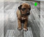 Puppy Dark Green Pup Rhodesian Ridgeback