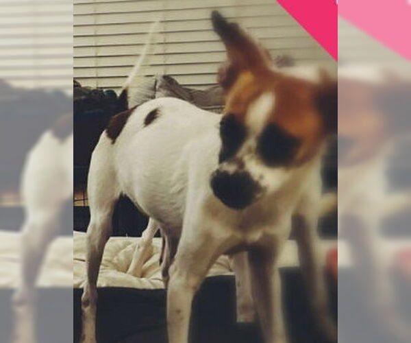 Medium Photo #3 Rat-Cha Puppy For Sale in Grafton, WI, USA