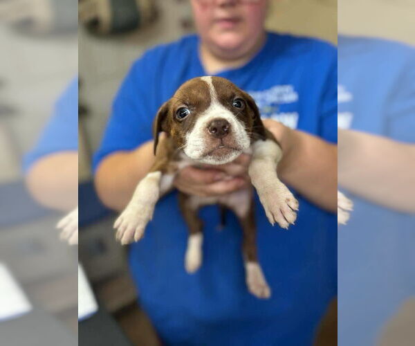 Medium Photo #2 Boxer-Unknown Mix Puppy For Sale in Aurora, IN, USA