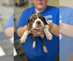 Small #1 Boxer Mix