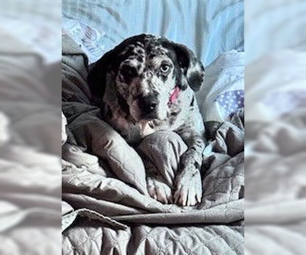 Medium Photo #1 Black and Tan Coonhound-Catahoula Leopard Dog Mix Puppy For Sale in Atlanta, GA, USA
