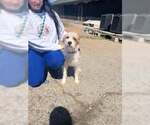 Small #1 Mutt