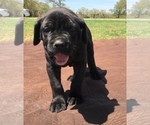 Small Photo #3 Cane Corso Puppy For Sale in LONE GROVE, OK, USA