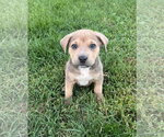 Angelica Pickles - Female Labrador Retriever-Unknown Mix Dog for Adoption - Small photo