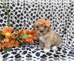 Small #4 Cavapoo (Miniature)