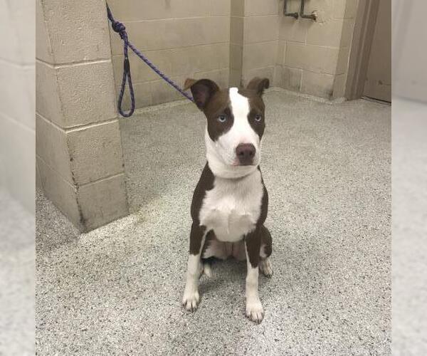 Medium Photo #1 American Pit Bull Terrier-Unknown Mix Puppy For Sale in Conroe, TX, USA