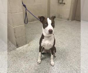 American Pit Bull Terrier-Unknown Mix Dogs for adoption in Conroe, TX, USA