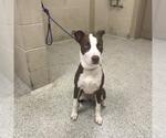 FIONA - Female American Pit Bull Terrier-Unknown Mix Dog for Adoption - Small photo