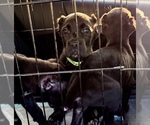 Small #7 Cane Corso