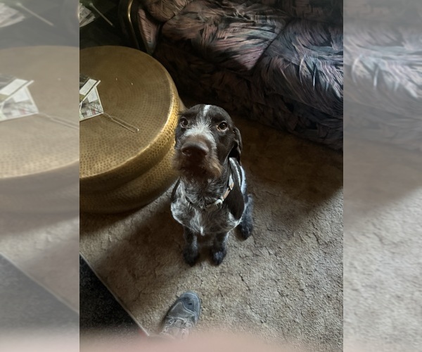 Medium Photo #1 German Wirehaired Pointer Puppy For Sale in TOOELE, UT, USA