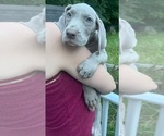 Small #3 Great Dane