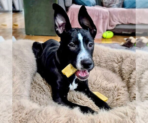 Medium Photo #11 Mutt Puppy For Sale in Canton, CT, USA