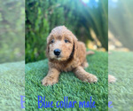 Small #4 Goldendoodle (Miniature)