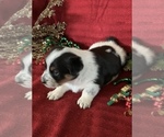 Small Photo #14 Cowboy Corgi Puppy For Sale in MENIFEE, CA, USA