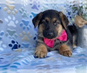 German Shepherd Dog Puppy for sale in LANCASTER, PA, USA