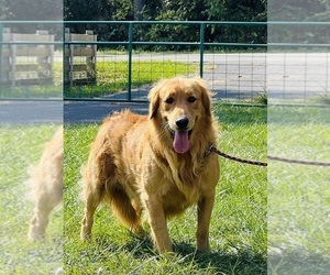 Father of the Golden Retriever puppies born on 01/24/2026