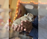 Small #11 French Bulldog