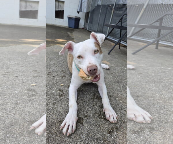 Medium Photo #2 Mutt Puppy For Sale in Rockaway, NJ, USA