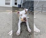Small #1 Mutt