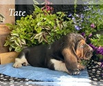Small #2 Basset Hound