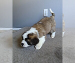 Small Photo #14 Saint Bernard Puppy For Sale in PALM COAST, FL, USA