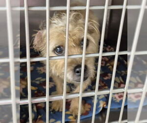 Mutt Dogs for adoption in Decatur, IL, USA