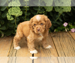 Cocker Spaniel Puppy for sale in NAPPANEE, IN, USA