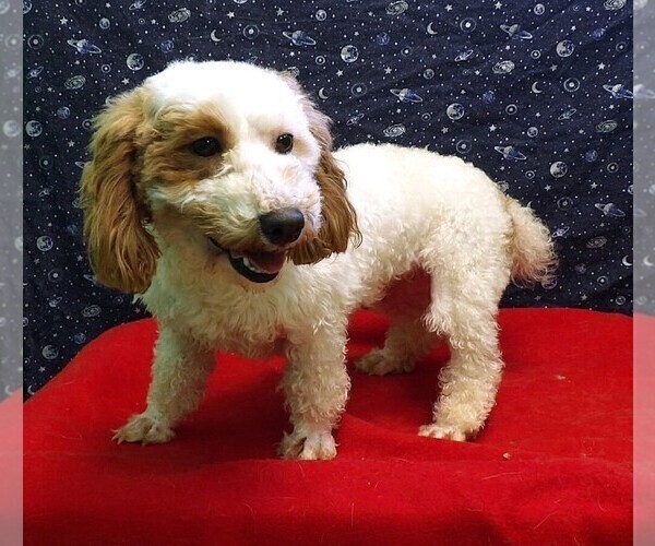 Medium Photo #2 Bichon Frise-Poodle (Standard) Mix Puppy For Sale in PATERSON, NJ, USA